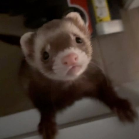 Ferret User Icon