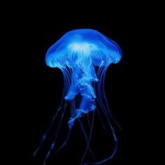 Cute Jellyfish