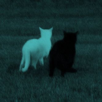 b&amp;w cats