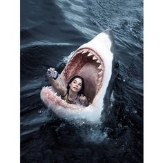 Shark Pfp
