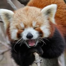 Cute Red Panda