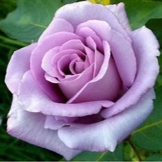 Lilac Pfp