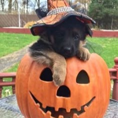 Halloween Dog