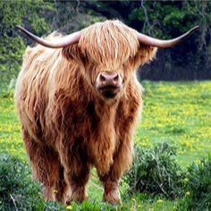 Cute Cow