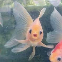 Cute Fish