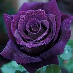 Purple Rose