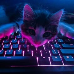 Cat On Keyboard