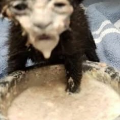 Funny Animal Display Picture