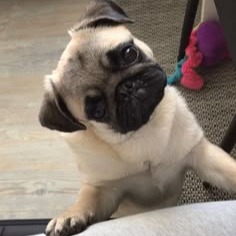 Pug