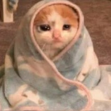 Cat In Blanket Pfp