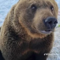 Bear Profile Picture