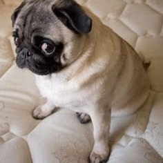 Pug