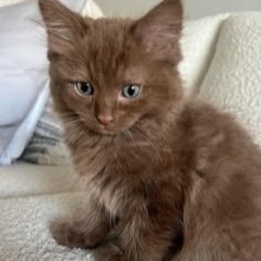 Brown Cat Pfp
