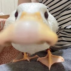 Cute Goose Pfp By Redst0nem4n 