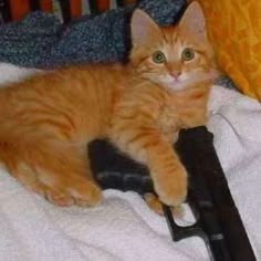Cat With Gun