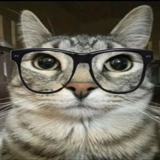 Cats With Glasses