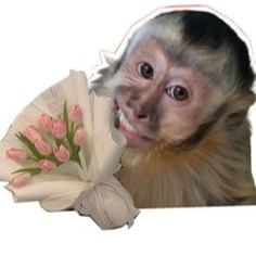 Monkey Cute