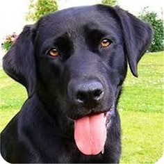 Cool Dog Profile Picture