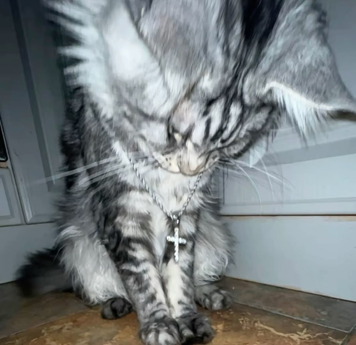 sad cat