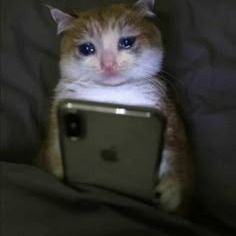 Sad Cat Profile Picture