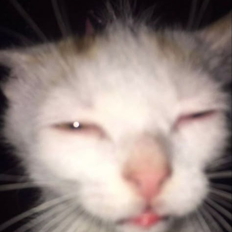 Cat Display Picture Pfp