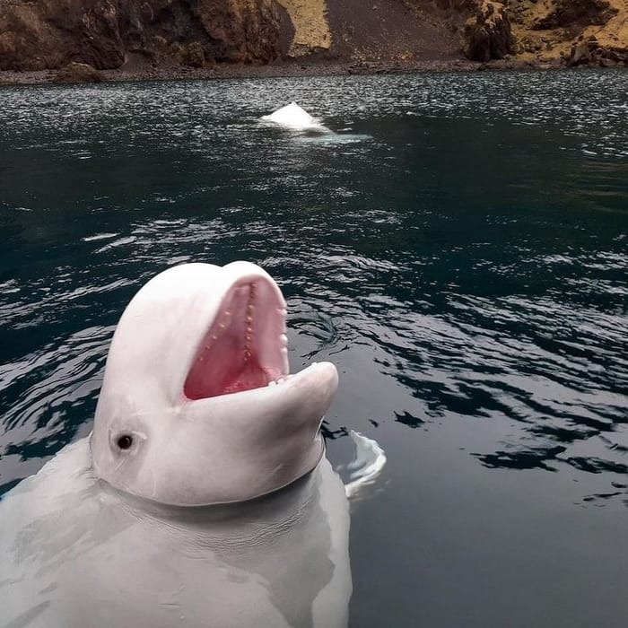 Beluga