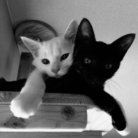 Black And White Aesthetic Profile Picture Pfp by Avo