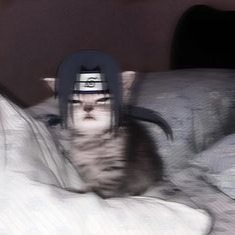 Itachi Cat