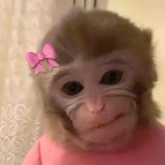 Monkey Cute