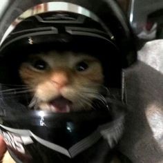 Cat 35 Profile Picture