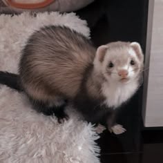 Ferret Pfp
