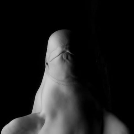 Beluga Account Avatar