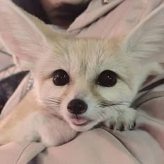 Fennec Fox