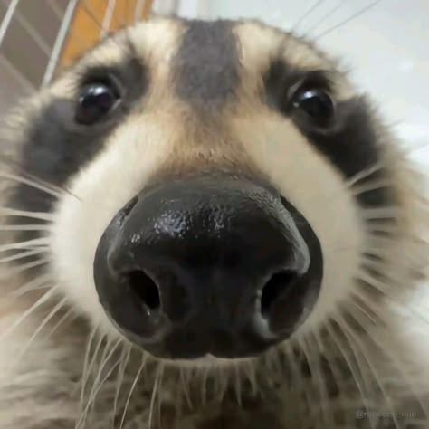 Raccoon