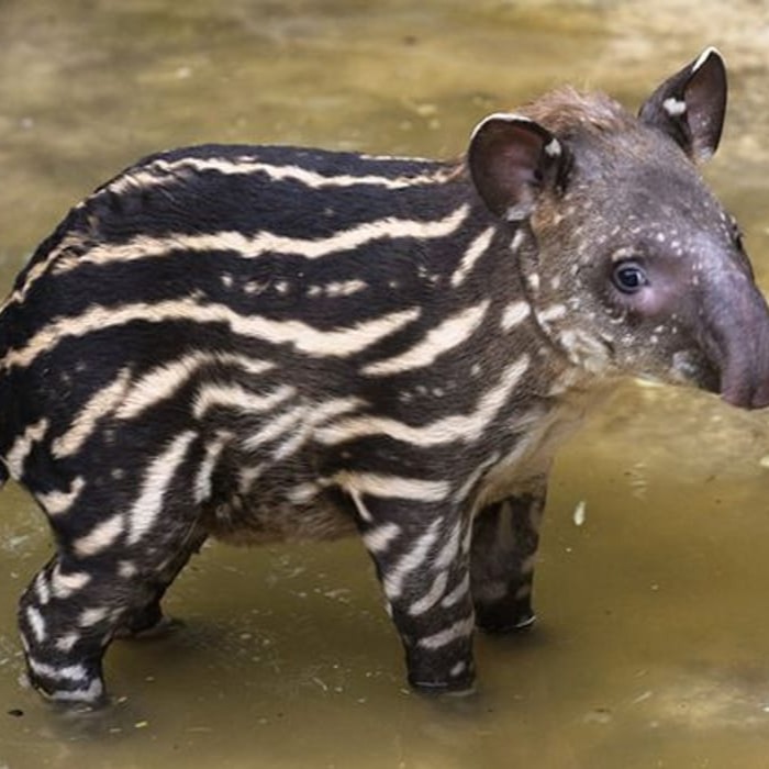 Animal Icon Profile Picture