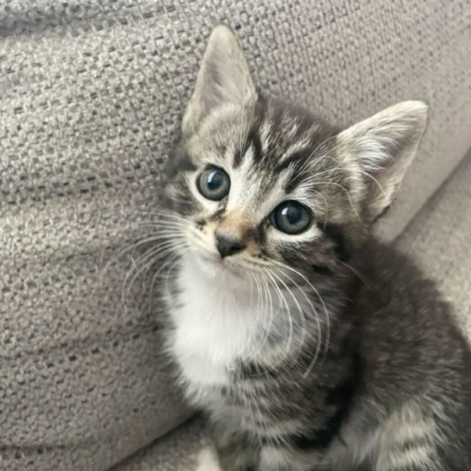 cute cat