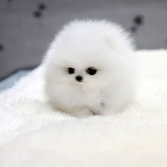 Cute Puppy