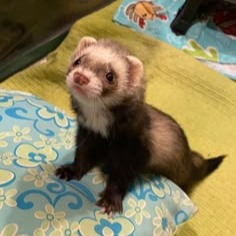 Ferret