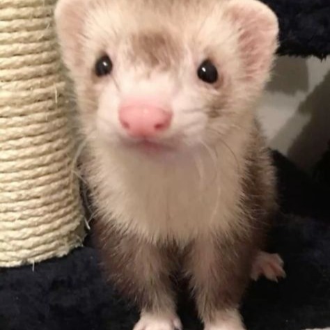 Ferret