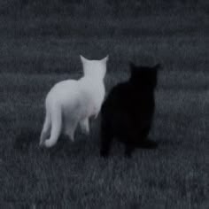 Black And White Cat