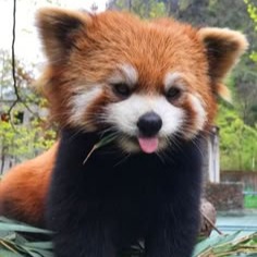 Red Panda User Icon
