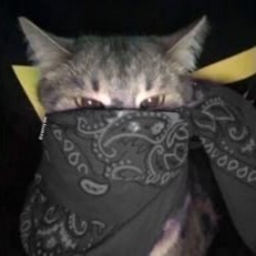 Gangster Cat Avatar