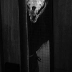 Scp Pfp