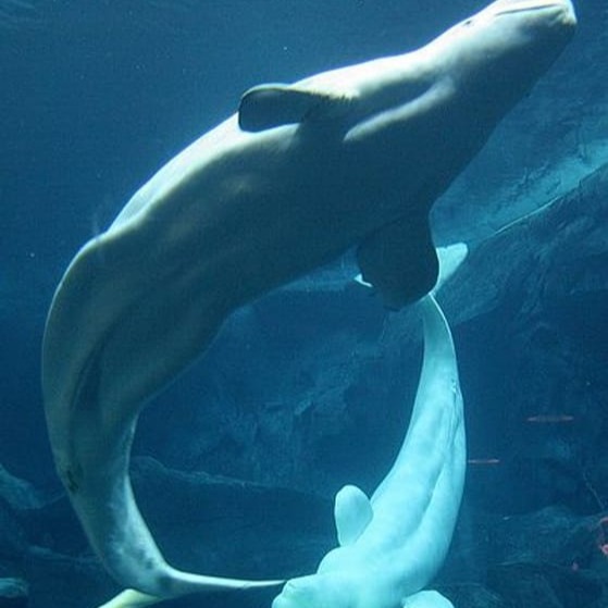 Beluga Icon
