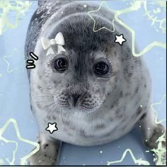 Cute Seal