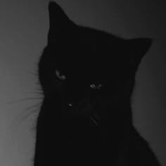 Aesthetic Black Cat