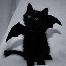 Cat Halloween