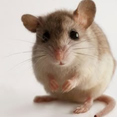 Mouse