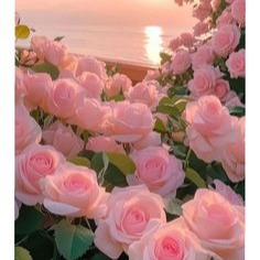 Pink Flowers