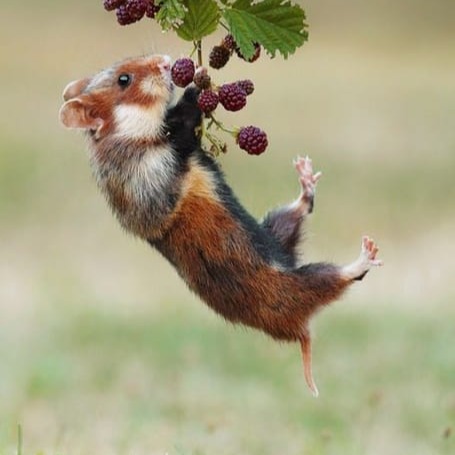 6219-hamster.png